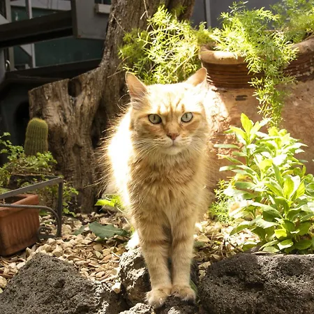 Frühstückspension Sicilian Aci Castello